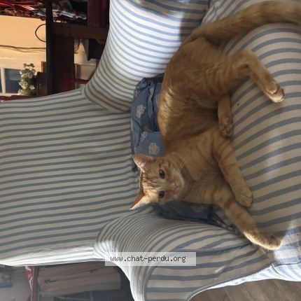 Photo of a cat found in Nantes