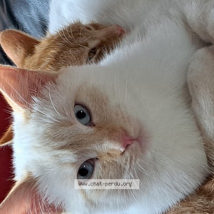 Foto 1/1 Nougat Kat vermist in Hermeton Sur Meuse