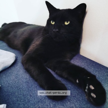 Foto van vermiste kat in Figanieres