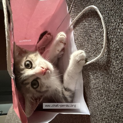 Photo of a cat found in Vaulx En Velin