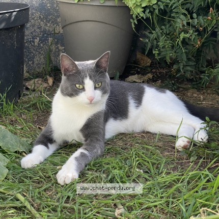 Photo of a cat found in Aubervilliers