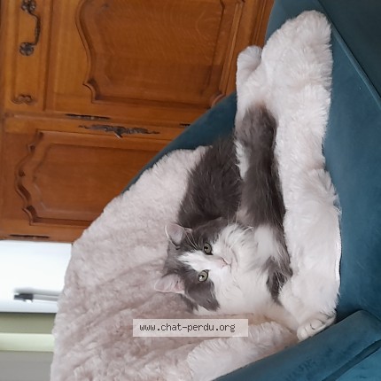 Photo of a cat found in Vedrin