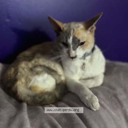 Picture of cat lost at Blainville