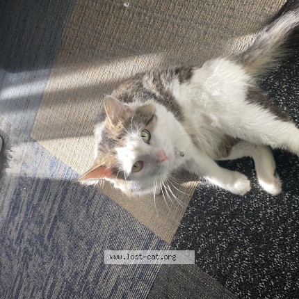 Photo 1/1 storm Cat lost in Canal Winchester 43110