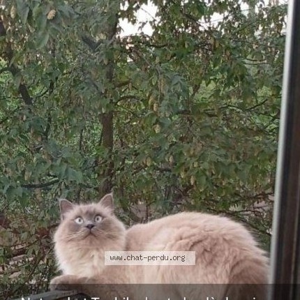 Foto 1/1 Tosbih Kat vermist in Schaerbeek