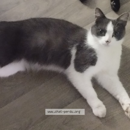Photo of a cat found in Mont St Martin