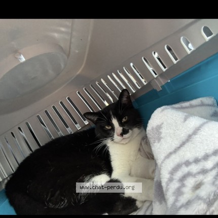 Photo 1/2 Alice Cat lost in Laval