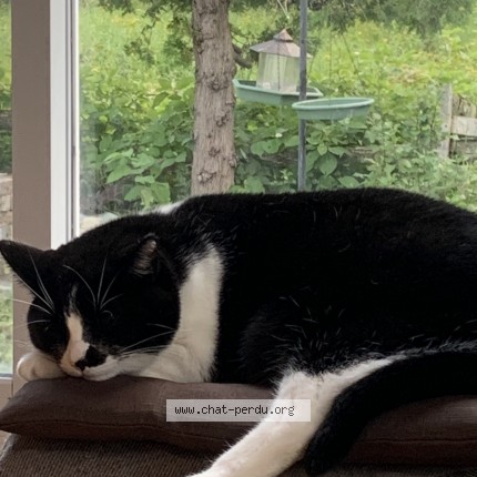 Photo 2/2 Alice Cat lost in Laval