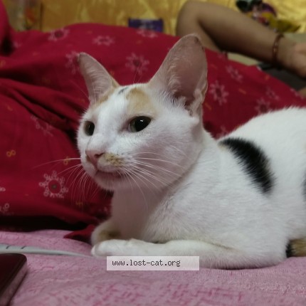 Photo 1/1 Gola Cat lost in Kharagpur
