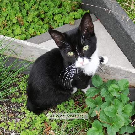 Foto 1/1 Mouchette Kat vermist in Vise