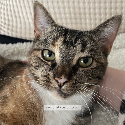 Foto 1/1 Princesse Kat vermist in La Louviere
