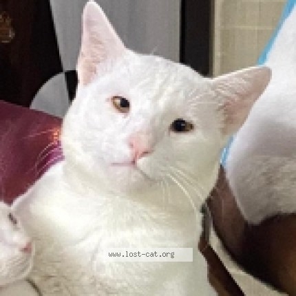 Photo 1/1 Golu Cat lost in Pune