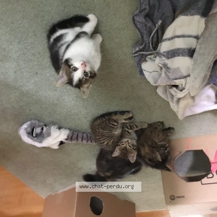 Picture of cat lost at Pierrefonds