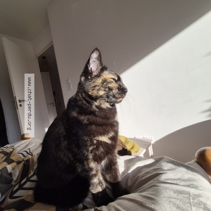 Photo of a cat found in Nantes