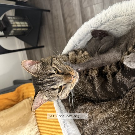 Photo 1/1 Shilo Cat lost in Kyle