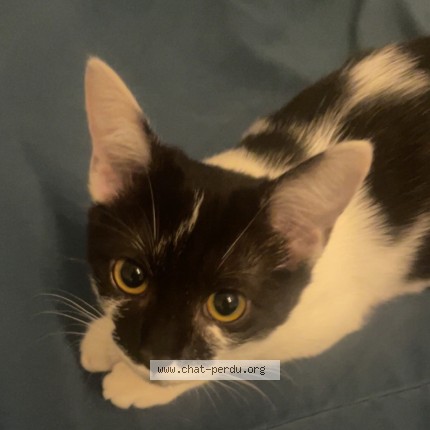 Photo of a cat found in Colombes