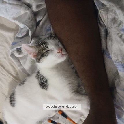 Photo of a cat found in Marly