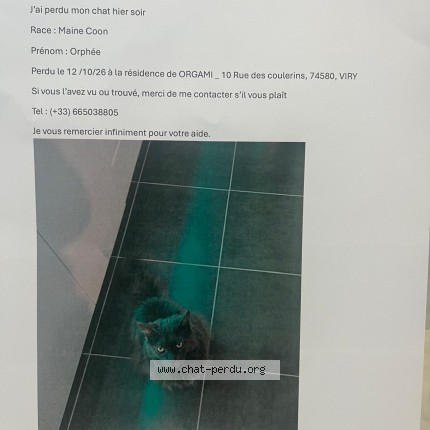 Photo of a cat found in Viry