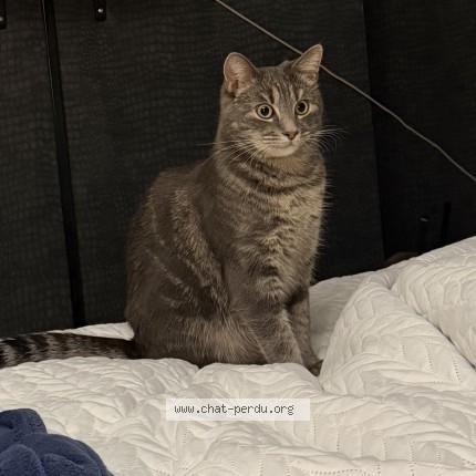 Foto 1/1 blue Kat vermist in Jette