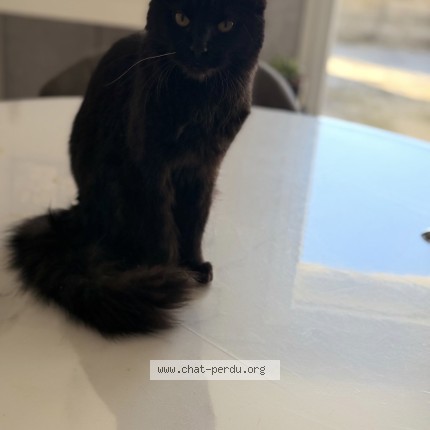 Photo of a cat found in Brousse