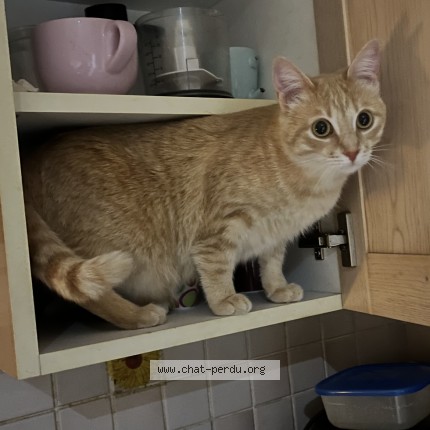 Photo of a cat found in Molinges