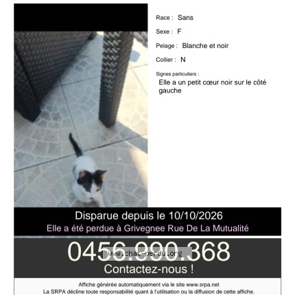 Foto 1/1 luna Kat vermist in Grivegnee