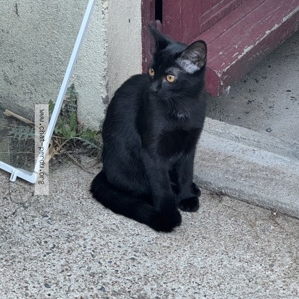 Photo of a cat found in Mortagne Sur Sevre