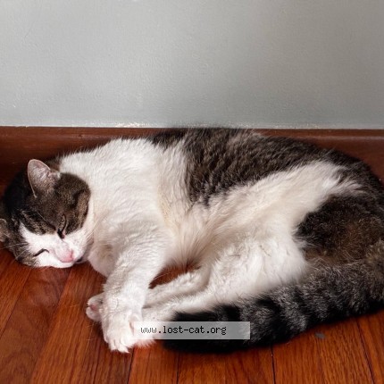 Picture of cat lost at Toronto
