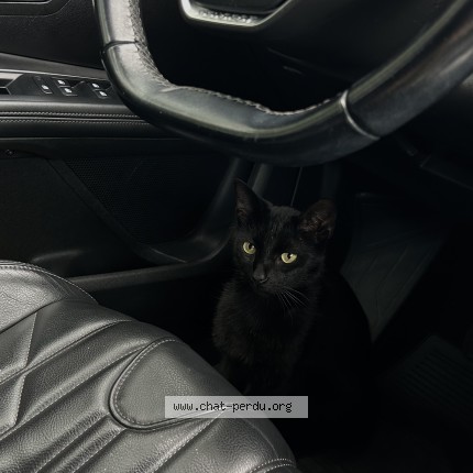 Foto 1/1 patrick Kat vermist in Turhnout