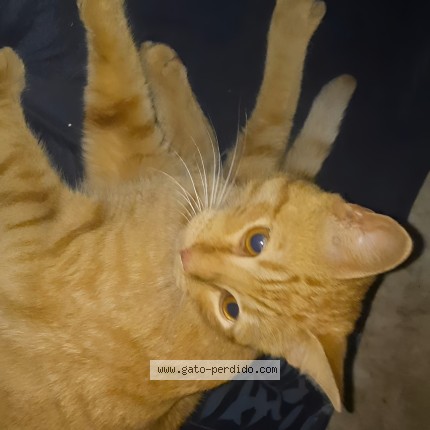 Photo of a cat reunited in Santa Fe