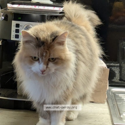 Photo of a cat found in Yerville