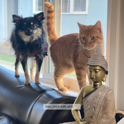 Photo 1/1 yuzu Cat lost in Las Vegas
