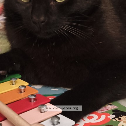 Photo of a cat reunited in Rennes