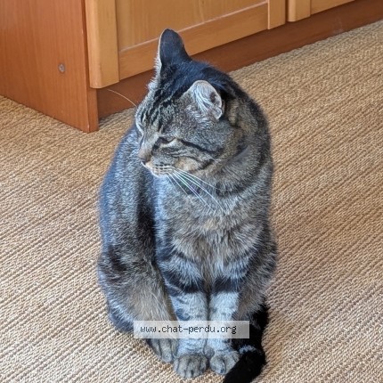 Photo of a cat found in Laille