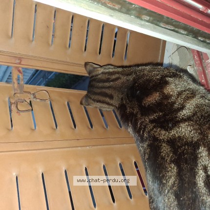 Photo of a cat found in Fontaine