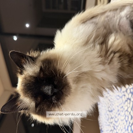Photo of a cat found in Poitiers
