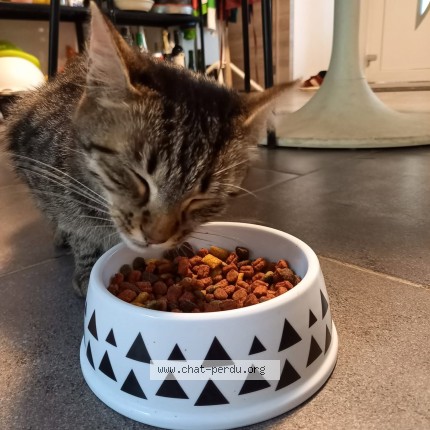 Foto 1/1 Cookie Kat vermist in Arlon