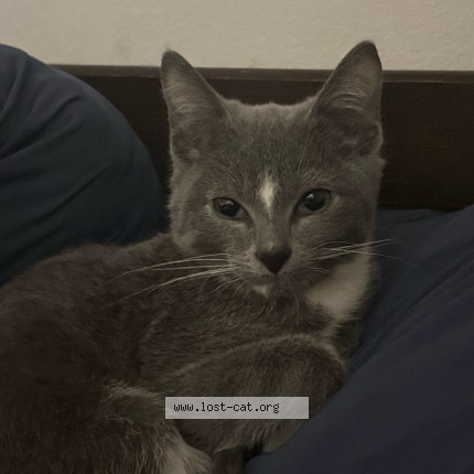 Photo 1/1 Sasuke Cat lost in Windsor
