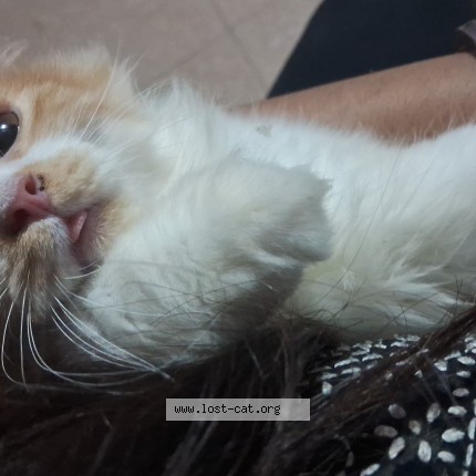 Photo 1/1 ginger Cat lost in Amroha