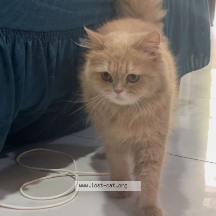Photo 1/1 misty Cat lost in Rawalpindi Wah Cantt