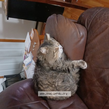 Photo 1/1 Zen Cat lost in Montreal