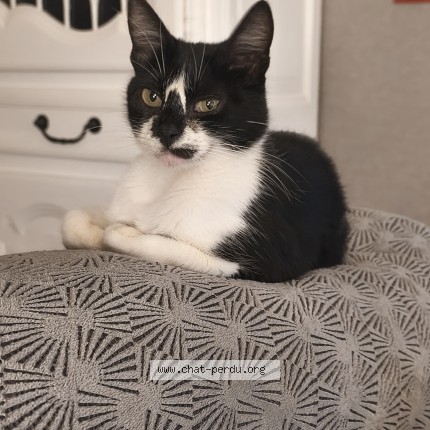 Photo of a cat reunited in Cagnes Sur Mer