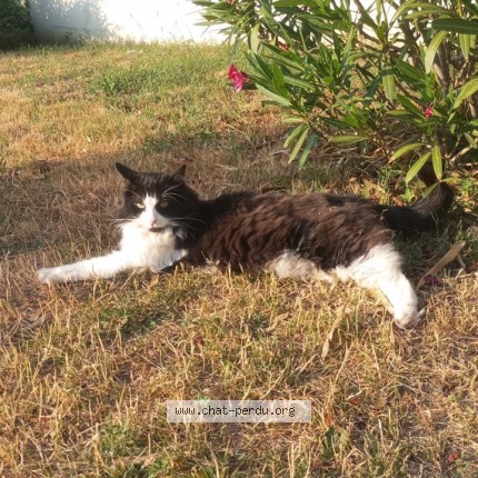 Photo of a cat found in Massy