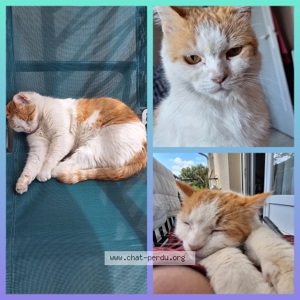 Photo of a cat reunited in St Prix