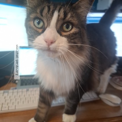 Photo of a cat found in Beaumont Sur Oise