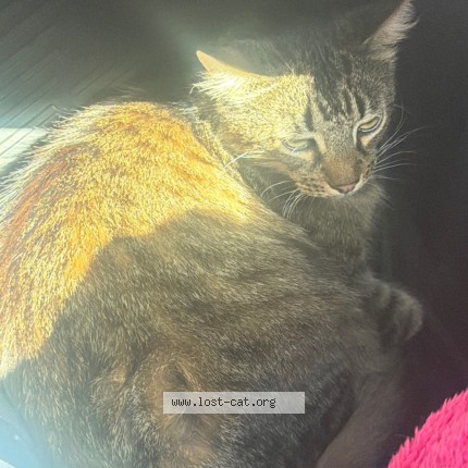 Photo 1/1 Found cat Found in San Jose