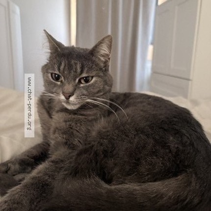 Foto 1/1 Loca Kat vermist in Liege