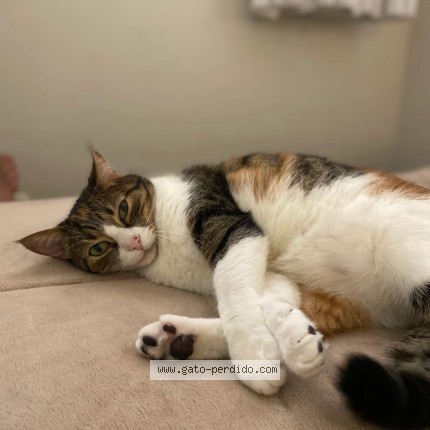 Photo of a cat reunited in Alcobendas
