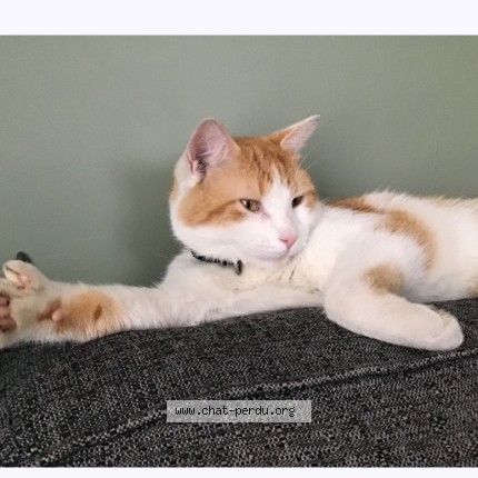 Photo 1/1 Paco Cat lost in Terrebonne