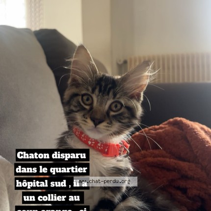 Photo of a cat found in Rennes